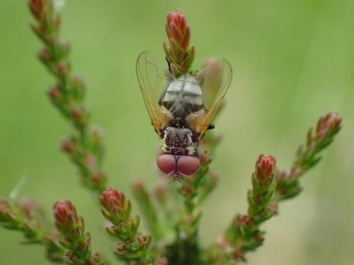 Phasia obesa